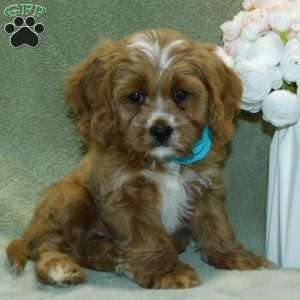 King, Cavapoo Puppy